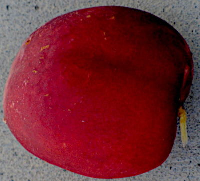 nectarine 40 miles.png